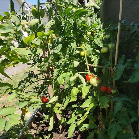 Дом отдыха Avas *